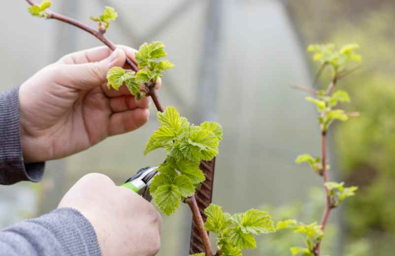 Comment faut-il les tailler ?