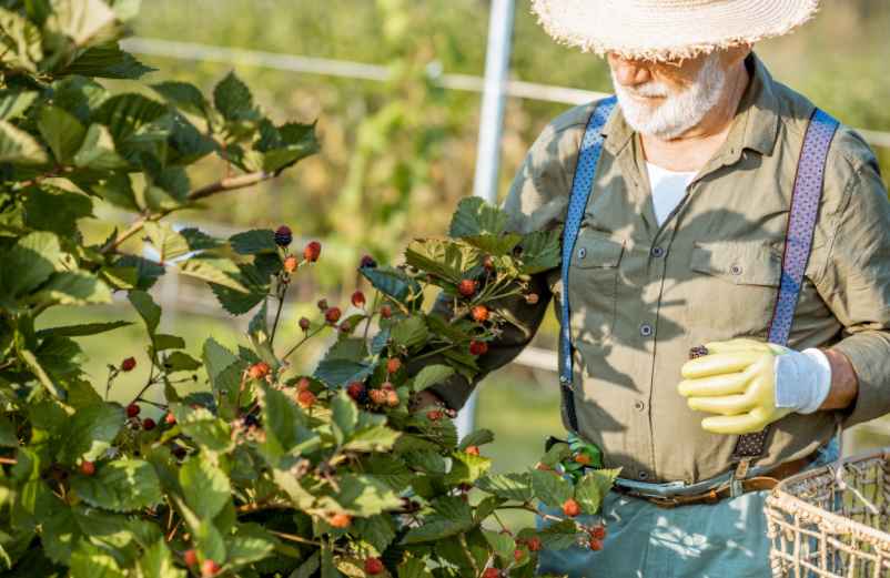 Quand et comment réaliser la taille des framboisiers remontants pour optimiser votre récolte ?