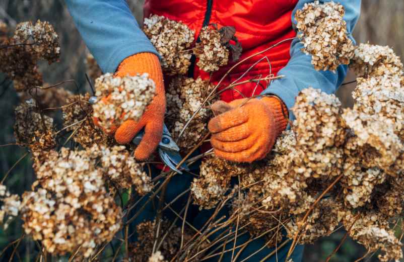 Comment faire sécher des fleurs d’hortensia sans perdre leur couleur ?