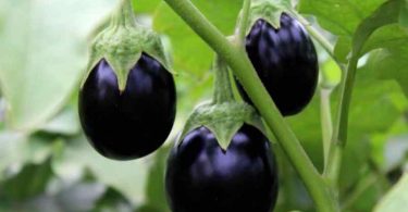 Comment faire pousser des aubergines à partir d’une aubergine coupée ? Artisan Fleuriste