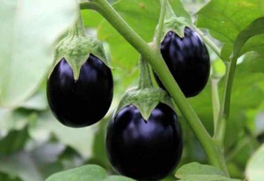 Comment faire pousser des aubergines à partir d’une aubergine coupée ? Artisan Fleuriste