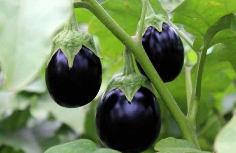 Comment faire pousser des aubergines à partir d’une aubergine coupée ? Artisan Fleuriste