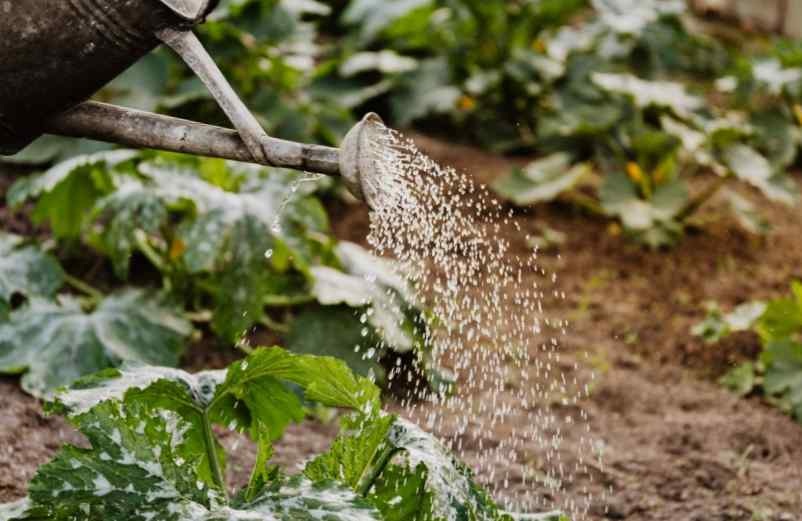 L'entretien régulier et la surveillance du potager Artisan Fleuriste L'entretien régulier et la surveillance du potager Artisan Fleuriste